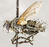  ( - CNC1711416)  @11 [ ] No rights reserved (2021) Unspecified Canadian National Collection of Insects, Arachnids and Nematodes