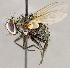  ( - CNC1711521)  @11 [ ] No rights reserved (2021) Unspecified Canadian National Collection of Insects, Arachnids and Nematodes