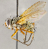  ( - CNC1711522)  @11 [ ] No rights reserved (2021) Unspecified Canadian National Collection of Insects, Arachnids and Nematodes