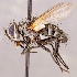  ( - CNC1711557)  @11 [ ] No rights reserved (2021) Unspecified Canadian National Collection of Insects, Arachnids and Nematodes