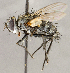  ( - CNC1711559)  @11 [ ] No rights reserved (2021) Unspecified Canadian National Collection of Insects, Arachnids and Nematodes