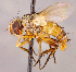  ( - CNC1711573)  @11 [ ] No rights reserved (2021) Unspecified Canadian National Collection of Insects, Arachnids and Nematodes