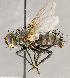  ( - CNC1711670)  @11 [ ] No rights reserved (2021) Unspecified Canadian National Collection of Insects, Arachnids and Nematodes