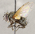  ( - CNC1711680)  @11 [ ] No rights reserved (2021) Unspecified Canadian National Collection of Insects, Arachnids and Nematodes