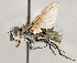  ( - CNC1711707)  @11 [ ] No rights reserved (2021) Unspecified Canadian National Collection of Insects, Arachnids and Nematodes