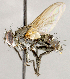  ( - CNC1711710)  @11 [ ] No rights reserved (2021) Unspecified Canadian National Collection of Insects, Arachnids and Nematodes