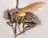  ( - CNC1711852)  @11 [ ] No rights reserved (2021) Unspecified Canadian National Collection of Insects, Arachnids and Nematodes