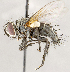  ( - CNC1711855)  @11 [ ] No rights reserved (2021) Unspecified Canadian National Collection of Insects, Arachnids and Nematodes