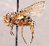  (Xanthophyto sp. GER1 - CNC1711880)  @11 [ ] No rights reserved (2021) Unspecified Canadian National Collection of Insects, Arachnids and Nematodes