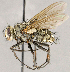  ( - CNC1711891)  @11 [ ] No rights reserved (2021) Unspecified Canadian National Collection of Insects, Arachnids and Nematodes
