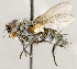  ( - CNC1711911)  @11 [ ] No rights reserved (2021) Unspecified Canadian National Collection of Insects, Arachnids and Nematodes
