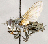  ( - CNC1711912)  @11 [ ] No rights reserved (2021) Unspecified Canadian National Collection of Insects, Arachnids and Nematodes