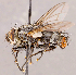  ( - CNC1711979)  @11 [ ] No rights reserved (2021) Unspecified Canadian National Collection of Insects, Arachnids and Nematodes