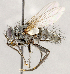  ( - CNC1711989)  @11 [ ] No rights reserved (2021) Unspecified Canadian National Collection of Insects, Arachnids and Nematodes