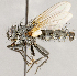  ( - CNC1711991)  @11 [ ] No rights reserved (2021) Unspecified Canadian National Collection of Insects, Arachnids and Nematodes
