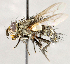 ( - CNC1711994)  @11 [ ] No rights reserved (2021) Unspecified Canadian National Collection of Insects, Arachnids and Nematodes