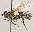  ( - CNC1712031)  @11 [ ] No rights reserved (2021) Unspecified Canadian National Collection of Insects, Arachnids and Nematodes