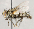  ( - CNC1712033)  @11 [ ] No rights reserved (2021) Unspecified Canadian National Collection of Insects, Arachnids and Nematodes