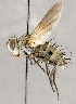  ( - CNC1714750)  @11 [ ] No rights reserved (2021) Unspecified Canadian National Collection of Insects, Arachnids and Nematodes