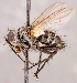  ( - CNC1714751)  @11 [ ] No rights reserved (2021) Unspecified Canadian National Collection of Insects, Arachnids and Nematodes