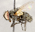  ( - CNC1714775)  @11 [ ] No rights reserved (2021) Unspecified Canadian National Collection of Insects, Arachnids and Nematodes