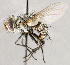  ( - CNC1714873)  @11 [ ] No rights reserved (2021) Unspecified Canadian National Collection of Insects, Arachnids and Nematodes