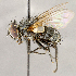  ( - CNC1714910)  @11 [ ] No rights reserved (2021) Unspecified Canadian National Collection of Insects, Arachnids and Nematodes