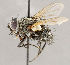  ( - CNC1714921)  @11 [ ] No rights reserved (2021) Unspecified Canadian National Collection of Insects, Arachnids and Nematodes