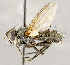  ( - CNC1714933)  @11 [ ] No rights reserved (2021) Unspecified Canadian National Collection of Insects, Arachnids and Nematodes