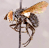  ( - CNC1714936)  @11 [ ] No rights reserved (2021) Unspecified Canadian National Collection of Insects, Arachnids and Nematodes
