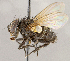  ( - CNC1714965)  @11 [ ] No rights reserved (2021) Unspecified Canadian National Collection of Insects, Arachnids and Nematodes