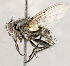  ( - CNC1714966)  @11 [ ] No rights reserved (2021) Unspecified Canadian National Collection of Insects, Arachnids and Nematodes