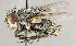  ( - CNC1715038)  @11 [ ] No rights reserved (2021) Unspecified Canadian National Collection of Insects, Arachnids and Nematodes