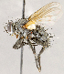  ( - CNC1715044)  @11 [ ] No rights reserved (2021) Unspecified Canadian National Collection of Insects, Arachnids and Nematodes