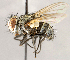  ( - CNC1715072)  @11 [ ] No rights reserved (2021) Unspecified Canadian National Collection of Insects, Arachnids and Nematodes