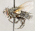  ( - CNC1715075)  @11 [ ] No rights reserved (2021) Unspecified Canadian National Collection of Insects, Arachnids and Nematodes