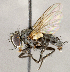  ( - CNC1723775)  @11 [ ] No rights reserved (2021) Unspecified Canadian National Collection of Insects, Arachnids and Nematodes