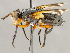  ( - CNC1723801)  @11 [ ] No rights reserved (2021) Unspecified Canadian National Collection of Insects, Arachnids and Nematodes