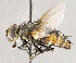  ( - CNC1723821)  @11 [ ] No rights reserved (2021) Unspecified Canadian National Collection of Insects, Arachnids and Nematodes