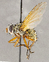  ( - CNC1723854)  @11 [ ] No rights reserved (2021) Unspecified Canadian National Collection of Insects, Arachnids and Nematodes