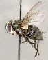 ( - CNC1723872)  @11 [ ] No rights reserved (2021) Unspecified Canadian National Collection of Insects, Arachnids and Nematodes