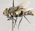  ( - CNC1723901)  @11 [ ] No rights reserved (2021) Unspecified Canadian National Collection of Insects, Arachnids and Nematodes