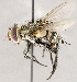  ( - CNC1723903)  @11 [ ] No rights reserved (2021) Unspecified Canadian National Collection of Insects, Arachnids and Nematodes