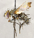  ( - CNC1723938)  @11 [ ] No rights reserved (2021) Unspecified Canadian National Collection of Insects, Arachnids and Nematodes
