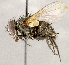  ( - CNC1723964)  @11 [ ] No rights reserved (2021) Unspecified Canadian National Collection of Insects, Arachnids and Nematodes