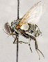  ( - CNC1724033)  @11 [ ] No rights reserved (2021) Unspecified Canadian National Collection of Insects, Arachnids and Nematodes