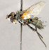  ( - CNC1724066)  @11 [ ] No rights reserved (2021) Unspecified Canadian National Collection of Insects, Arachnids and Nematodes
