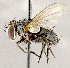  ( - CNC1724068)  @11 [ ] No rights reserved (2021) Unspecified Canadian National Collection of Insects, Arachnids and Nematodes