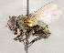  ( - CNC1724106)  @11 [ ] No rights reserved (2021) Unspecified Canadian National Collection of Insects, Arachnids and Nematodes