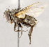  ( - CNC1724109)  @11 [ ] No rights reserved (2021) Unspecified Canadian National Collection of Insects, Arachnids and Nematodes